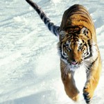 tijger_sneeuw