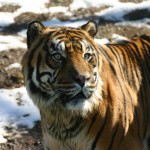 tijger_sneeuw2